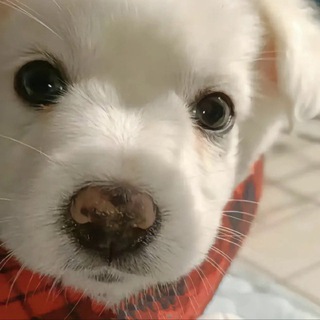 Telegram profile photo for 【超高质量】色色导航/防失联