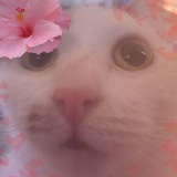 Telegram profile photo for Прикольные Кошачьи Мемы