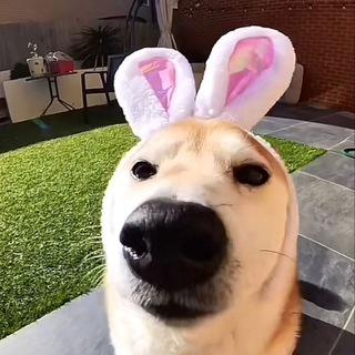 Telegram profile photo for останься дома