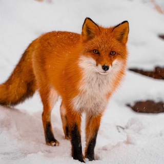 Telegram profile photo for Сахалин в Кадре