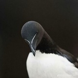 Telegram profile photo for Whail's Den π³