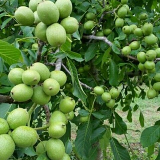 Telegram profile photo for نهالستان مهندس سعید بابائی(یکتا نهال)