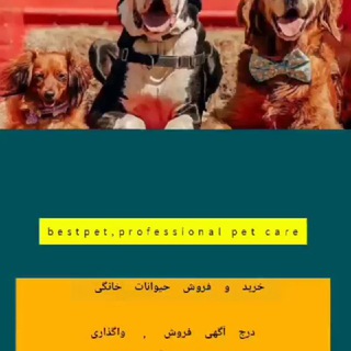 Telegram profile photo for راهنما و قوانین درج اگهی در کانال بست پت