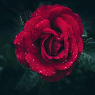 Telegram profile photo for 花集|上海修车吹水群🏠