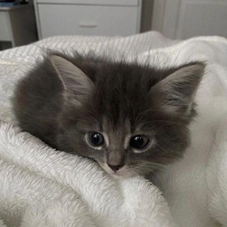 Telegram profile photo for Команда арт-позигмейкеров🫡