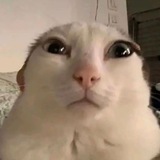 Telegram profile photo for Silly Cats