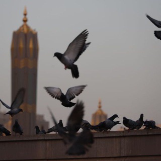 Telegram profile photo for ذَات النِّطاقين