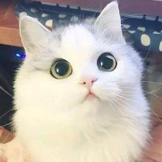 Telegram profile photo for senhoser botnet