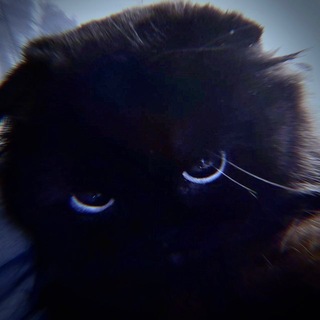Telegram profile photo for ликрисс?