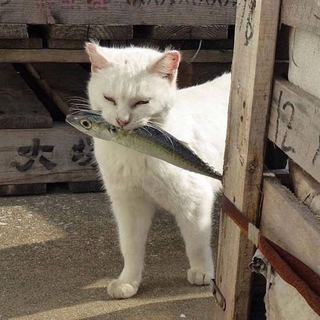 Telegram profile photo for Мы едим гречку с рыбой
