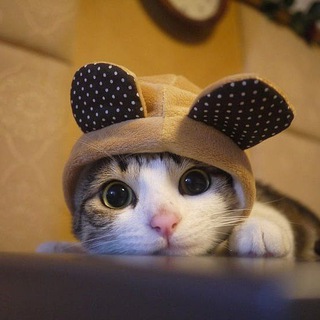 Telegram profile photo for Tiktok Cutie Cats ๐ป by OGS