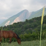 Telegram profile photo for روستا یار گلستان