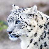 Telegram profile photo for Теннис от Turbo