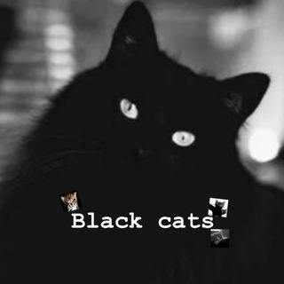 Telegram profile photo for 𝘽𝙡𝙖𝙘𝙠 𝙘𝙖𝙩𝙨🐈⬛