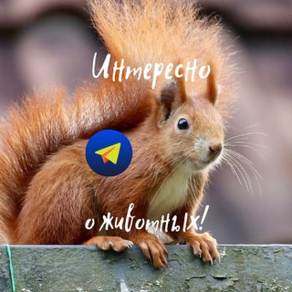 Telegram profile photo for Интересно о животных!