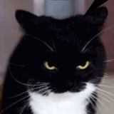 Telegram profile photo for CRIPTO CAT | Криптоигры & Тапалки в Телеграм