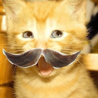 Telegram profile photo for кошачий приют