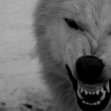 Telegram profile photo for K a h r a n