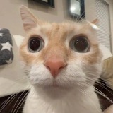 Telegram profile photo for انتخاب رشته | رویان