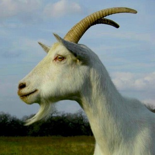 Telegram profile photo for YG Woods