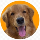 Telegram profile photo for Животные | Собаки | Котики | Юмор 😂