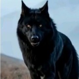 Telegram profile photo for EL LOBO ♦️ALPHA Officiel