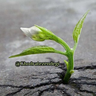 Telegram profile photo for 🍃 قدرت زندگی 🍃