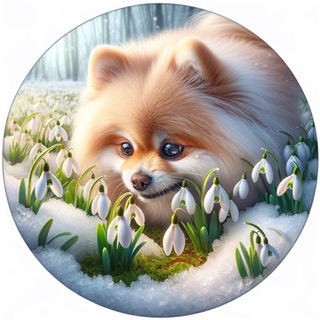 Telegram group profile photo for Spitz Space