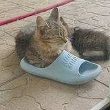 Telegram profile photo for щп сивсаувки