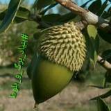 Telegram profile photo for بنیاد برگ و بلوط