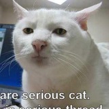 Telegram profile photo for serious cat portal