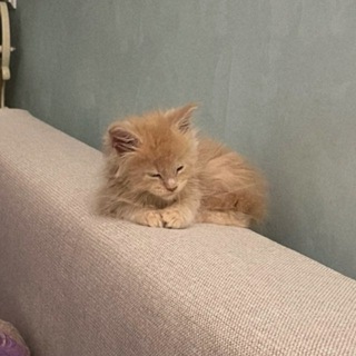 Telegram profile photo for женщиновый человек