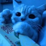 Telegram profile photo for Usernames