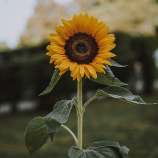 Telegram profile photo for Wild Flower Life - Natural health/home birth