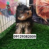 Telegram profile photo for Iran_pet_shop