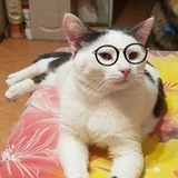 Telegram profile photo for Ищем Дом замечательным животным