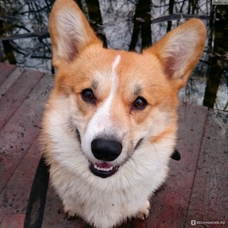 Telegram profile photo for Корги antiraid