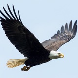 Telegram profile photo for EagleKing