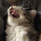 Telegram profile photo for всеядный всеволод