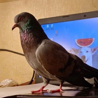 Telegram profile photo for Генка почти крокодил 🐦