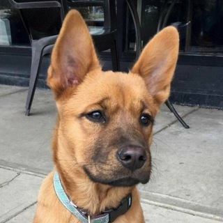 Telegram profile photo for $SCOOBY - Portal