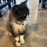 Telegram profile photo for anjing