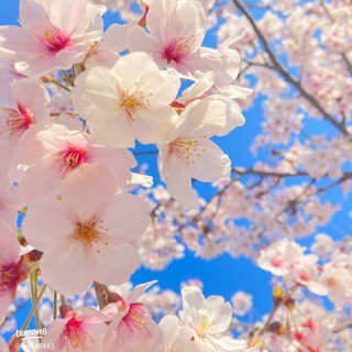 Telegram profile photo for {рест}🌸По дороге из цветов🌸