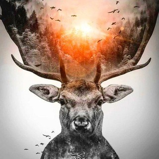 Telegram profile photo for Lackrosy