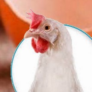 Telegram profile photo for Птицефабрики Украины