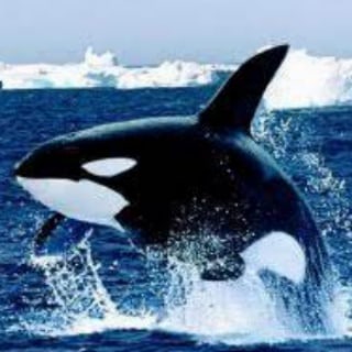 Telegram profile photo for Whale Pumps