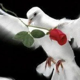 Telegram profile photo for White Rose Unlimited