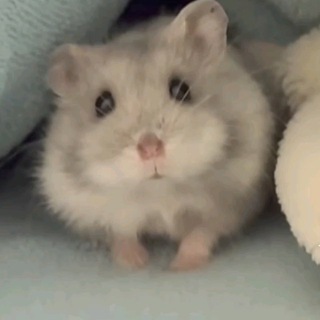 Telegram profile photo for аризона*