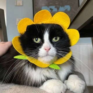 Telegram profile photo for Смешные котики