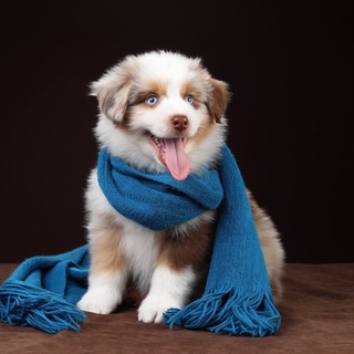 Telegram profile photo for Питомник Ave Dinornis